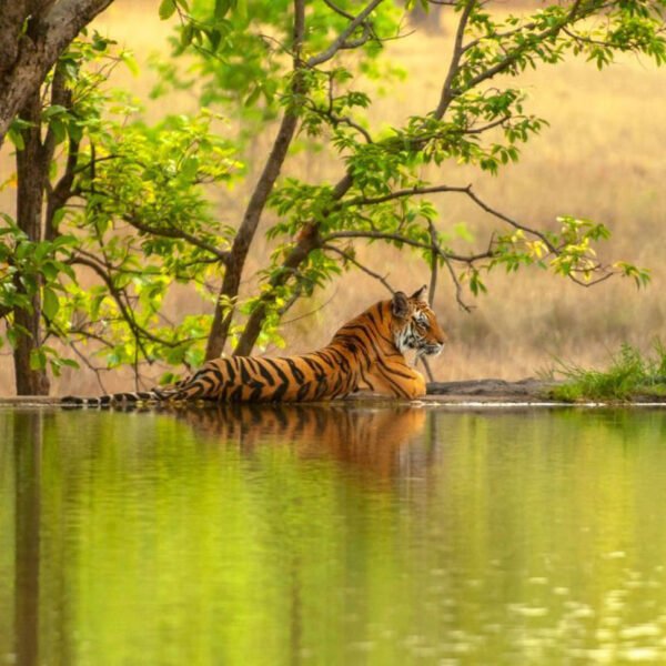 Ranthambore