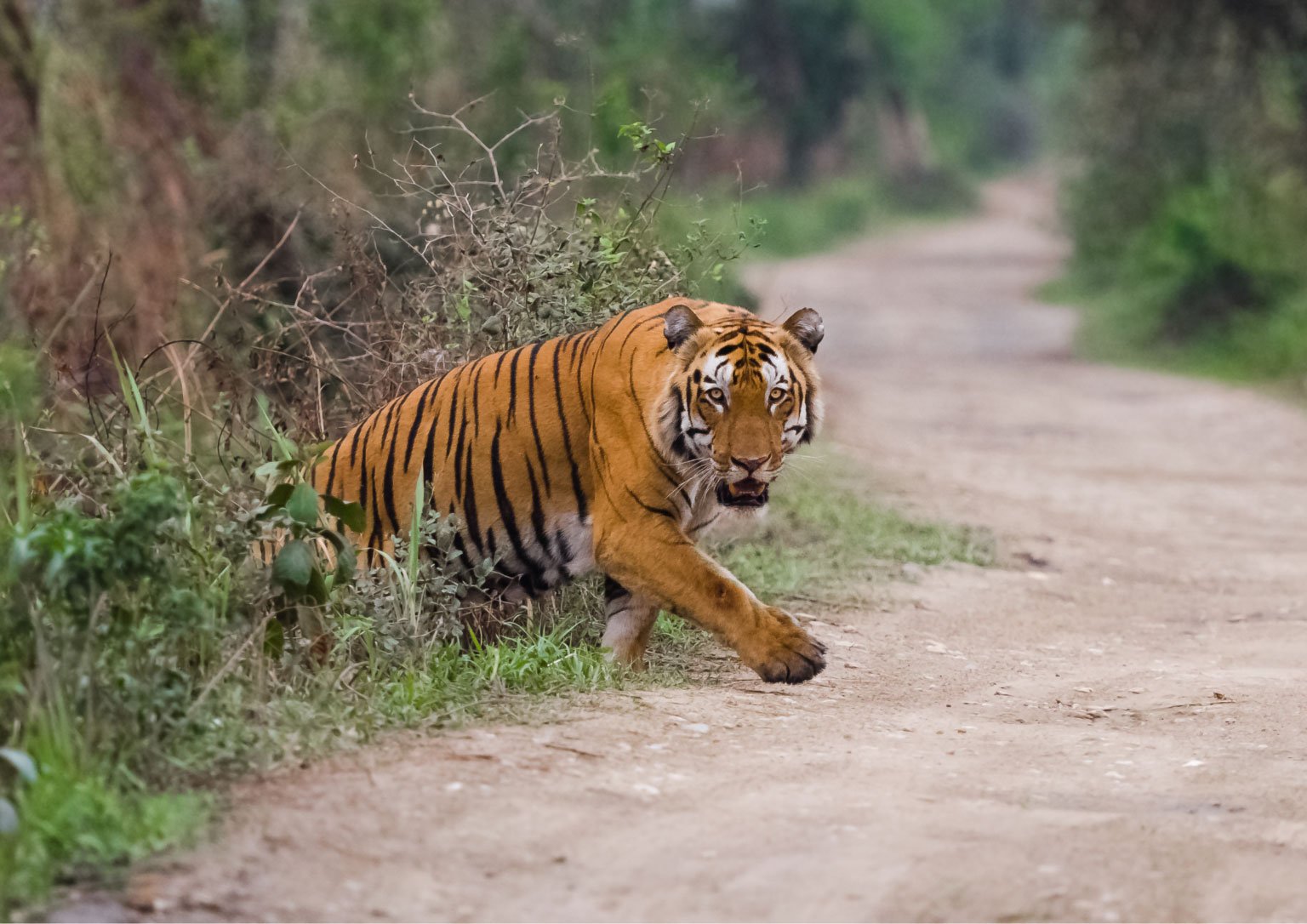 Golden Triangle Tour With Ranthambore With Luxury 4 Star Hotels